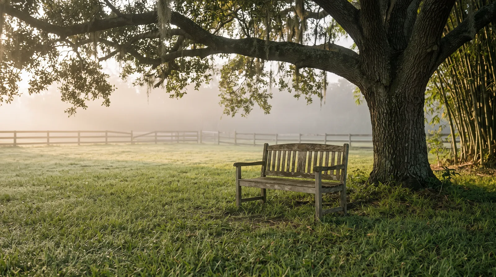 An empty wooden bench under a large oak tree in soft morning light